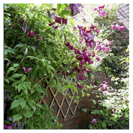 Garden design Sheffield by Jill Ray